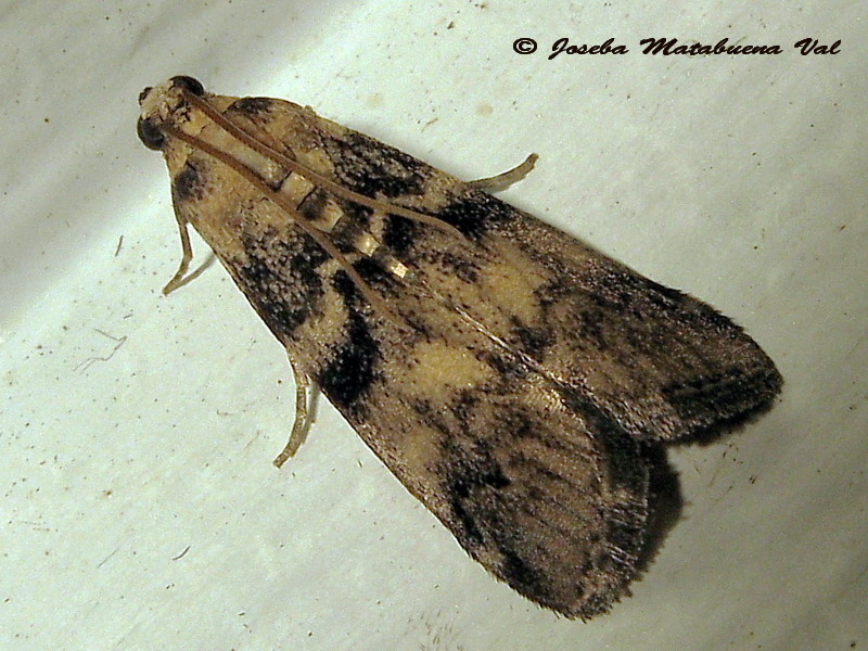 Euzophera pinguis - Pyralidae